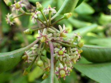 雌花の花弁は2mmほどで白～淡紫色。 中央の緑の部分が子房と柱頭（花柱はない）。 雄しべは退化しており花粉は出さない。