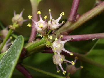 雄花の花弁は1.5mmほどで雌花よりも下方に強く反り返る。 雌しべは退化して痕跡状。