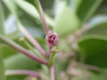 開花を始めたばかりの雄花。 裂開前の葯は雌花の雄しべの軸と同様に花弁よりも色が濃く、赤紫色。