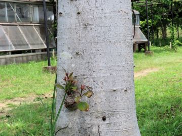 樹皮は灰白色、細かい皮目があるが、概ねなめらか。萌芽性が強く、強剪定にもよく耐える。