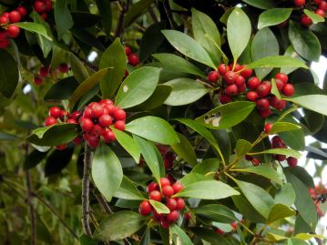 茎（幹）は、新しい部分は淡緑色だが、年数が経つと茶褐色～黒紫色となる。 刺は脱落もするが、長く残る。