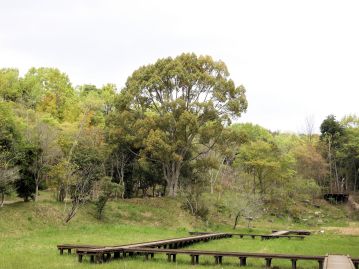 植物園・湿地エリアのクスノキ（写真中央）。 樹高20mほどで、当園のシンボルツリーとなっている。