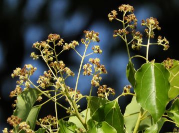 花は5～6月頃、円錐状の花序に直径3mmほどの黄緑色の花が咲く。 葉は基部から伸びる3行脈が目立つ。