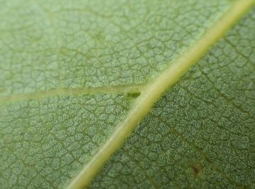 葉の裏は黄緑色または灰白色を帯びる。 脈腋には小孔（ダニ室）があるが、機能については不明なことが多い。