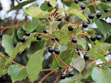 果実は液果、直径8mmほどで、10～11月に光沢がある黒紫色に熟す。