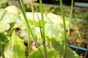 花序は葉の展葉の後、少し遅れて偽茎の開口部より伸長してくる。