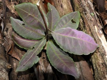 葉裏はやや粉白を帯びる。緑色の場合が多いが、写真のように紫～赤紫色になる個体もめずらしくない。