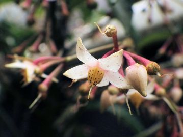 花は7～8月頃に咲く。黄色で黒褐色の点がある部分が雄しべの葯、その中心から伸びた糸状のものが雌しべ。