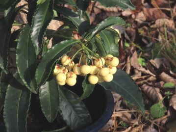 葉形や果実の色が変化した多数の園芸品種がある。写真はシロミノマンリョウ f. leucocarpa の「大実」タイプ。