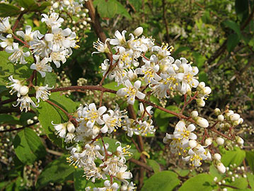 マルバコウツギの花。花は直径7～10㎜ほど、ウツギより小型で花弁は平開する。
