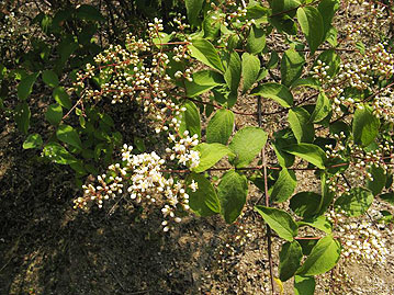 葉と枝は対生。6～7月頃、枝先に円すい状の花序をつける。