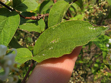 葉はウツギより小型、葉の表面の星状毛は立ち上がって、触るとややビロード状の感触がある。