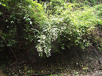 九州では、谷部の崖などに垂れ下がるようにして生育することが多い。（2012年7月、大分県にて撮影）