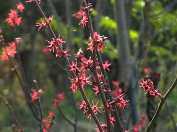マルバノキの花。晩秋の陽射しを受けて咲く姿は、ベニマンサクという名の方がふさわしく思える。