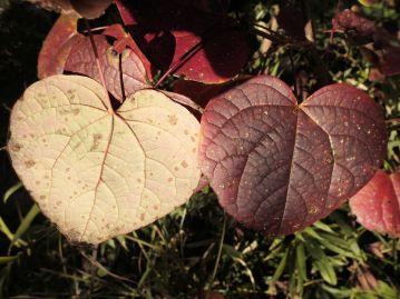 葉裏は夏期には緑白色だが、紅葉の時期にはよりはっきりと白くなる。 葉表の濃い紅色とは対照的である。