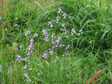 北アメリカ原産の外来植物。 春から初夏、直立した茎の上部にまばらに花をつける。 植物体のサイズは非常に幅がある。