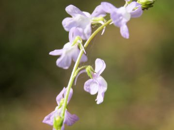 花柄は2～４mmほど、萼は5裂。 花の基部には下方向に弓なりに伸びる長さ1.5～2mmほどの線形の距がある。