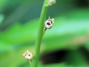 裂開した果実。 果実は蒴果、直径2mmほどの球形。 花期の間に速やかに熟して上部が裂開して種子を散布する。