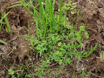 地面に張り付くように茎と葉を広げる。 葉は5～10mm程度で質厚く、対生または輪生、線形だが小さなものでは卵形。