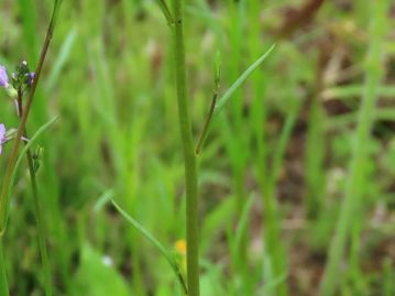 直立茎につく葉は互生し、 長さ1～3cm、幅１～2mｍの線形で中央に1本の脈がある。