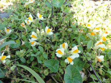 ウンラン Linaria japonica はおもに海浜に生育する在来種。 本種もかつてはウンラン属とされたが、現在は別属として独立。