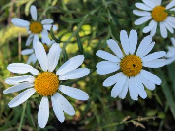 秋、園芸種か帰化植物と見まがうような大型の頭花を咲かせるが、氷期の遺存植物のひとつ。