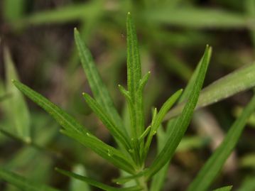 葉は線形～披針形だが、1～2対の裂片を持つ葉もあり、同じ茎に両方のタイプがあることも普通。