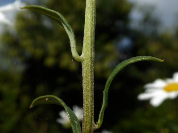 茎葉は葉柄がない（無柄）で、茎上部には稜があり、曲がった白色短毛が密生する。