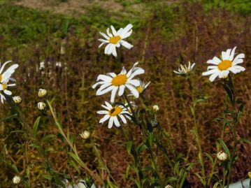 長い茎の先に大きな頭花が咲いた様子が、毛槍などを持った神輿行列を思わせる。