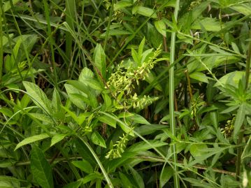 花は8～10月、葉腋から花序を出し、下部から少しずつ咲いていく。