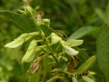 花冠はマメ科らしい蝶形花だが、黄白色または緑白色で目立たない。