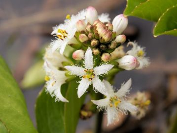 春、花茎上部の総状花序に白色花を多数咲かせる。花には花柱の長さの異なる2型の花がある。