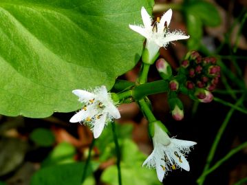 花柱の短い短花柱花（左写真が長花柱花）。株によって咲く花のタイプが決まっている。短花柱花は結実しない。