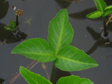 葉は3枚の小葉を持つ複葉（3出複葉）。小葉の形をブナ科の樹木の葉に例えたと説明されることが多いが…