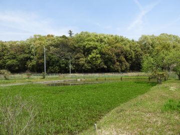 植物園の温室エリアの池に群生するミツガシワ。環境が整っていれば、決して弱い植物ではない。