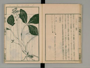 江戸時代後期に編纂された「草木図説」の「ミツガシハ」の項。三つ柏紋が名の由来との記述がある。（画像は国立国会図書館デジタルコレクション http://dl.ndl.go.jp/ より転載）