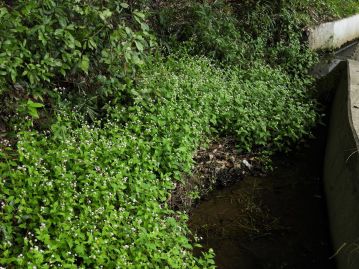 湿地では貧栄養な環境（写真中央奥）ではあまり生育せず、やや富栄養な環境に生育することが多い（写真手前）。