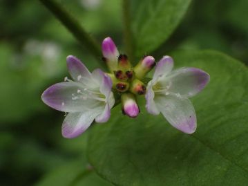 花は7～11月にかけて茎頂部の細長い穂に咲く。雌性先熟で、写真右側が雌性期、左側が雄性期終盤の穂。