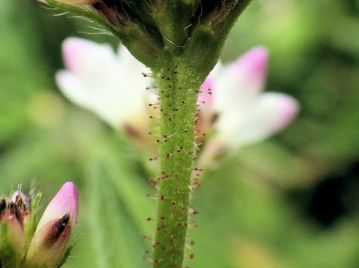 花序は1本の穂に見えるが、実際には2本の穂（総）が密着した状態。写真は手で穂を開いたところ。