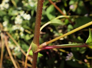 葉身と葉鞘の間には3～４mmの葉舌がある。葉鞘は普通無毛とされるが、当園では長毛があるものが多い。