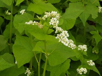和名は「鴨の嘴」で、2本の穂が密着した花序の様子をカモのクチバシに例えたもの。写真はカルガモ。