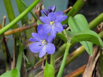 ミズアオイの花。上側に5本の黄色の雄しべ、下側に青紫の雄しべ、その反対側に雌しべがある。