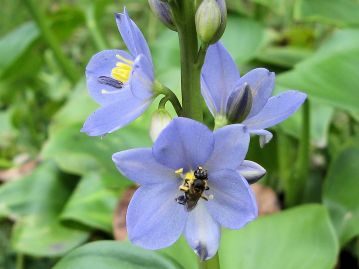 訪花したアブの一種。 本種の花は蜜腺がなく、黄色の雄しべの花粉は昆虫への報酬となっているのではないかと考えられている。