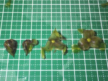 果実は長さ1～2㎝ほどの3稜のある三角錐型。 水中に沈んだのちに裂開する。 写真は左から裂開の段階順に並べたもの。