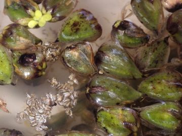 果実は落果直後は水に浮く。 水中に沈んで裂開した果実から放出された種子もいったん水に浮いて拡散したのち、再び沈む。