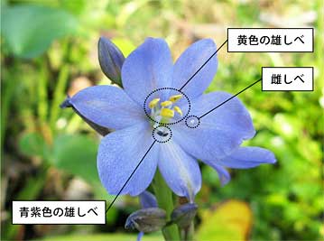 ▲ミズアオイの花。上側に5本の黄色の雄しべ、下側に青紫の雄しべ、その反対側に雌しべがある。