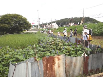 ▲ミズアオイの花。上側に5本の黄色の雄しべ、下側に青紫の雄しべ、その反対側に雌しべがある。