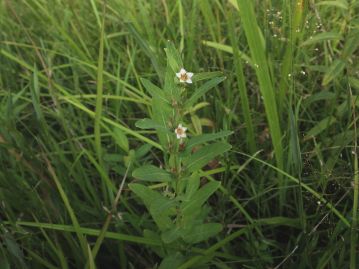 池沼の岸や湿原など、湿った場所に生育する多年草。 中栄養でやや草丈が高い環境に生育することが多い。