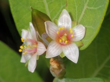 花は8～9月頃に咲き、オトギリソウ科としてはめずらしく淡紅色。 雄しべは3本ずつ束になったものが3つある。