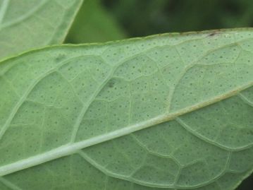 葉は対生、長さ3～7cm、幅１～3cmほどの長楕円形、裏面はやや白い。 葉裏全面に明点が散在し、葉縁にも明点が並ぶ。